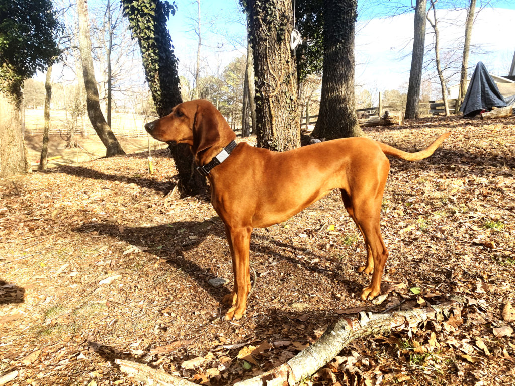 whistle switch as worn by Shelby the redbone coonhound