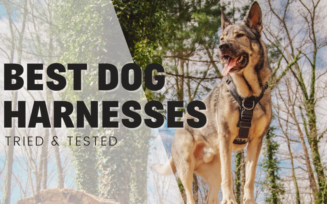 Rebarkable Recommends: Dog Harnesses