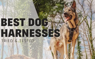 29 Best Dog Harnesses 2023 – By A Professional Trainer (Tried & Tested!)