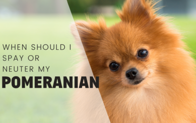 When Is The Best Time To Spay Or Neuter My Pomeranian?