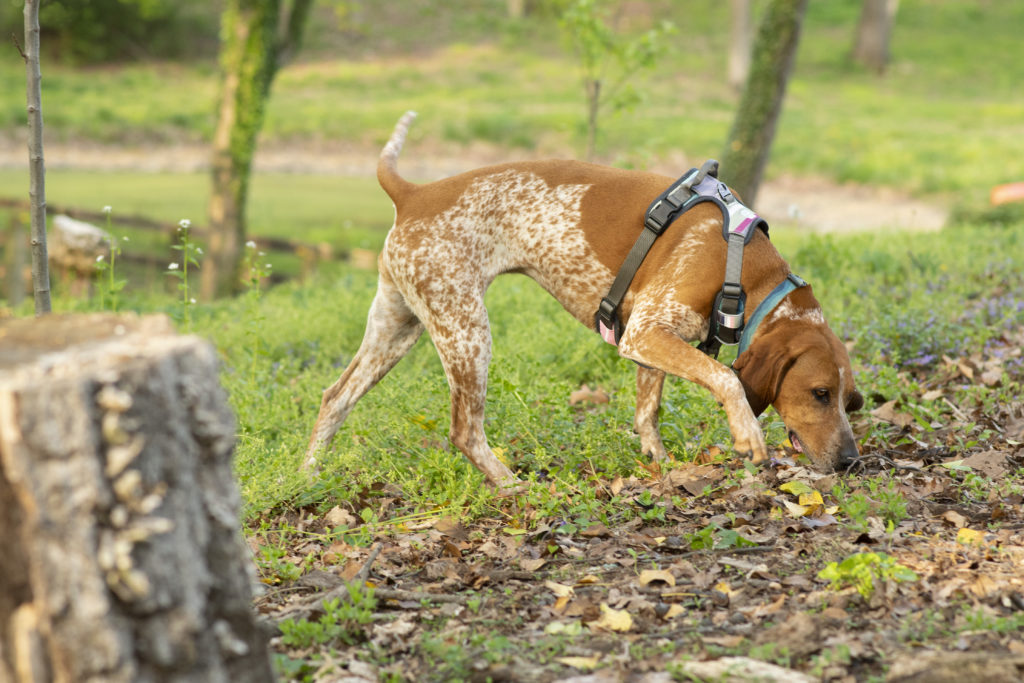 Embark Urban dog harness worn by Lucy the coonhound