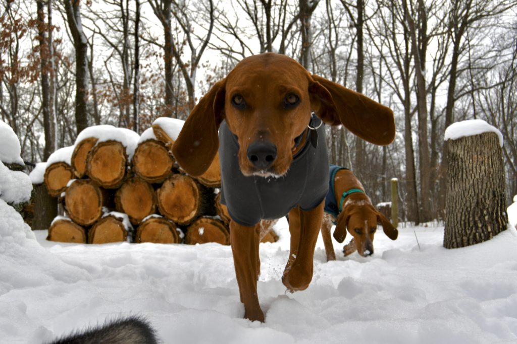 Shelby the redbone coonhound showing off the ruffwear cloud chaser coat