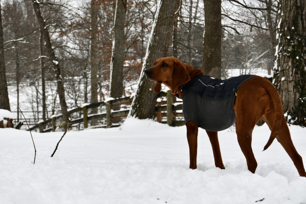 Ruffwear Cloud Chaser coat as modeled by shelby the redbone coonhound