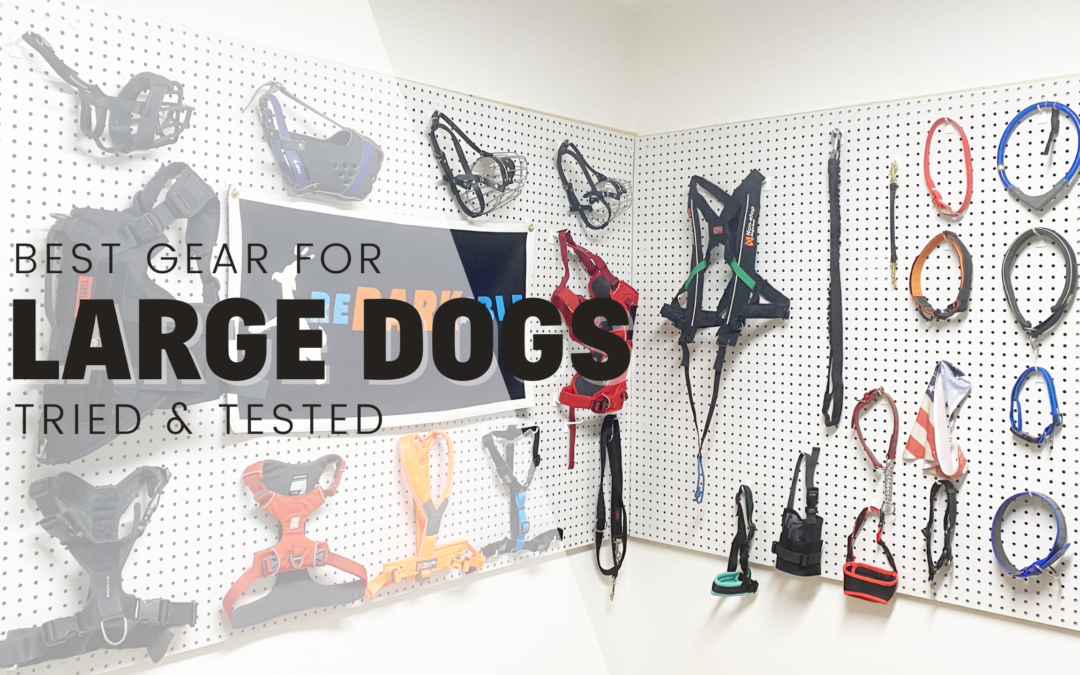 Rebarkable Recommends: Equipment for Large Dogs