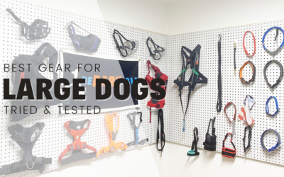 Best Equipment For Large Dogs 2022
