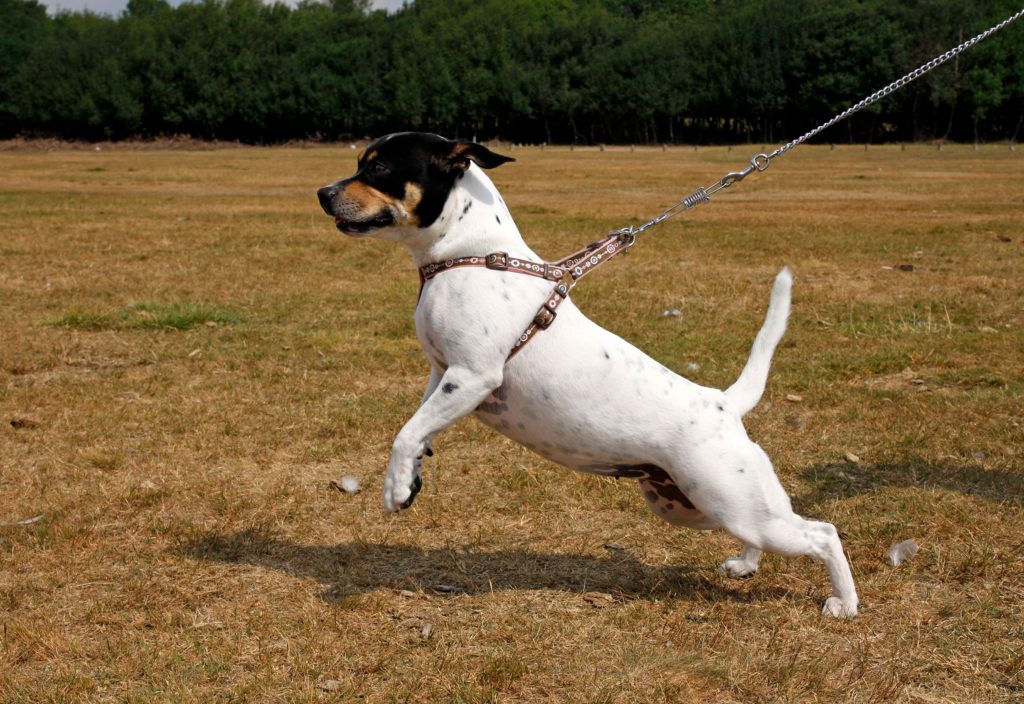 jack russell terrier up on two legs and wants to do whatever it wants to do really badly