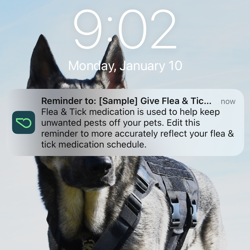 screen shot of a whistle dog tracker reminder about flea and tick medication with Indie the german shepherd in the background