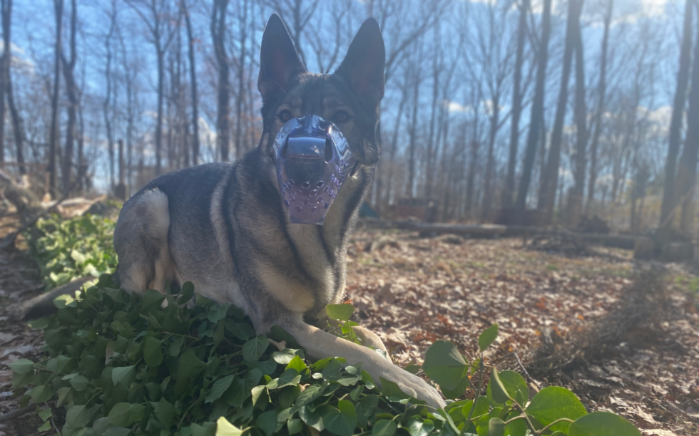 Jafco Two Strap Clear Vinyl Muzzle An Honest Review Rebarkable