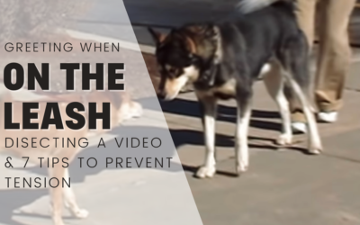On Leash Dog Greetings & 6 Tips To Avoid Problems