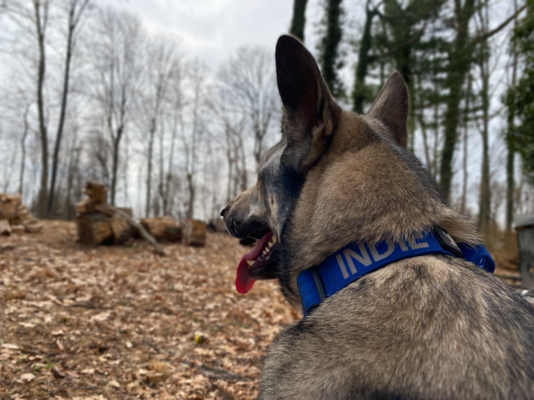 Dog Collars 101: How to Choose the Right Collar for Your Dog