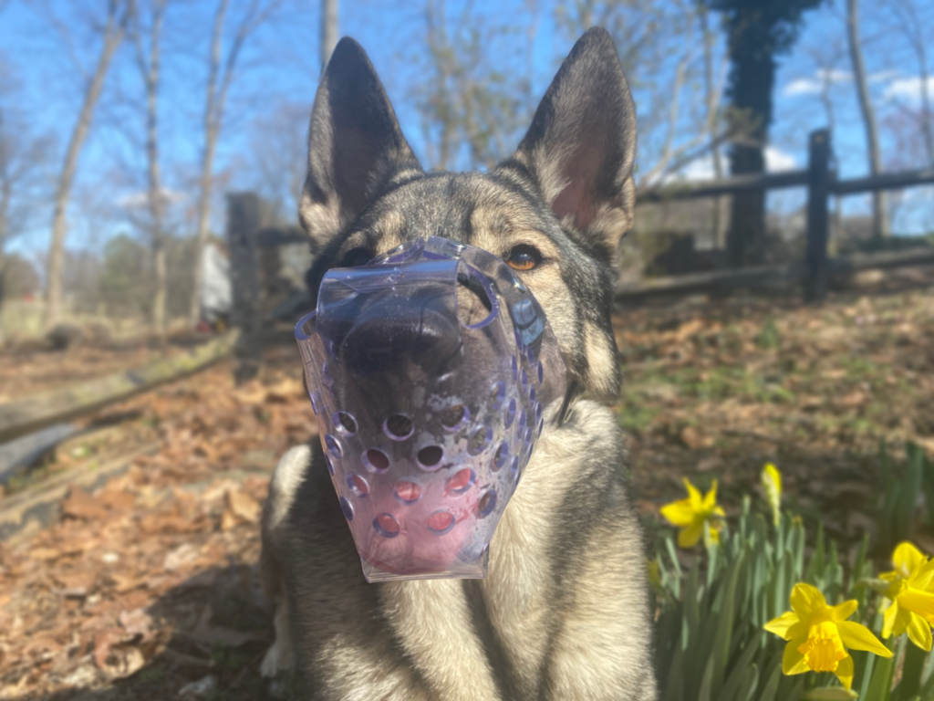 jafco clear vinyl muzzle as reviewed by rebarkable