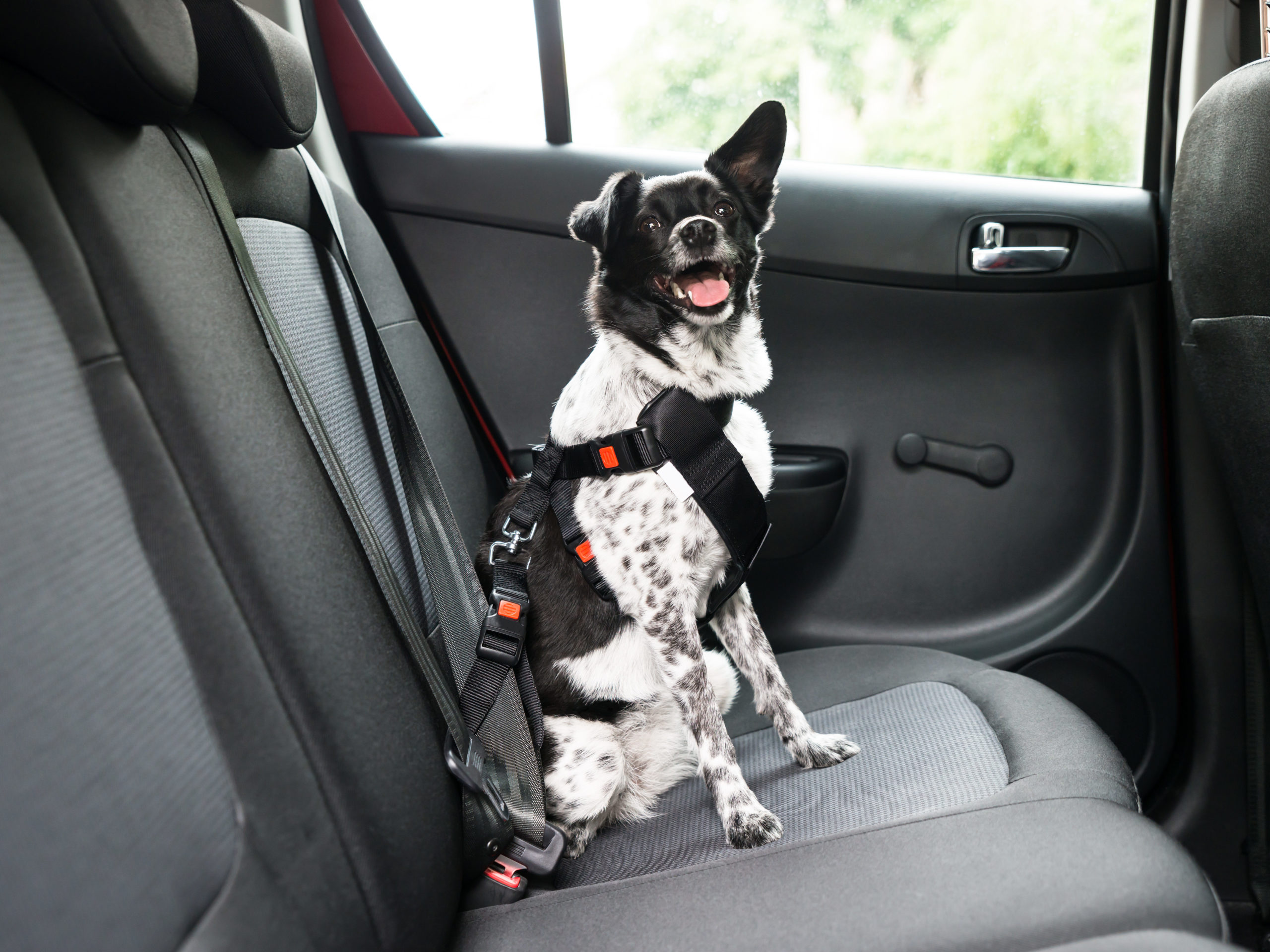 medium sized black and white dog wearing a harness in the car