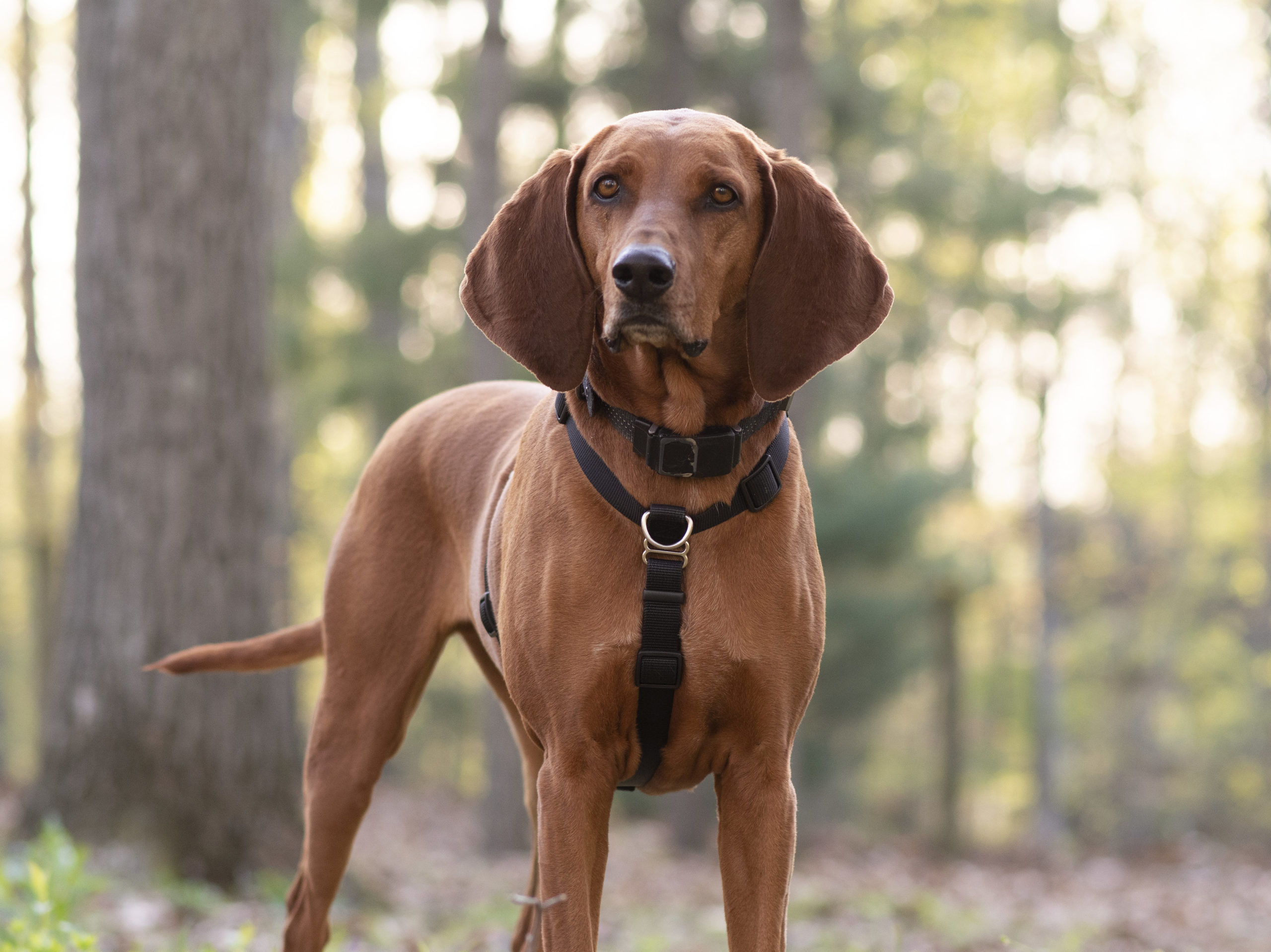 the blue-9 balance harness on shelby the redbone coonhound y-shaped harness on hound dog