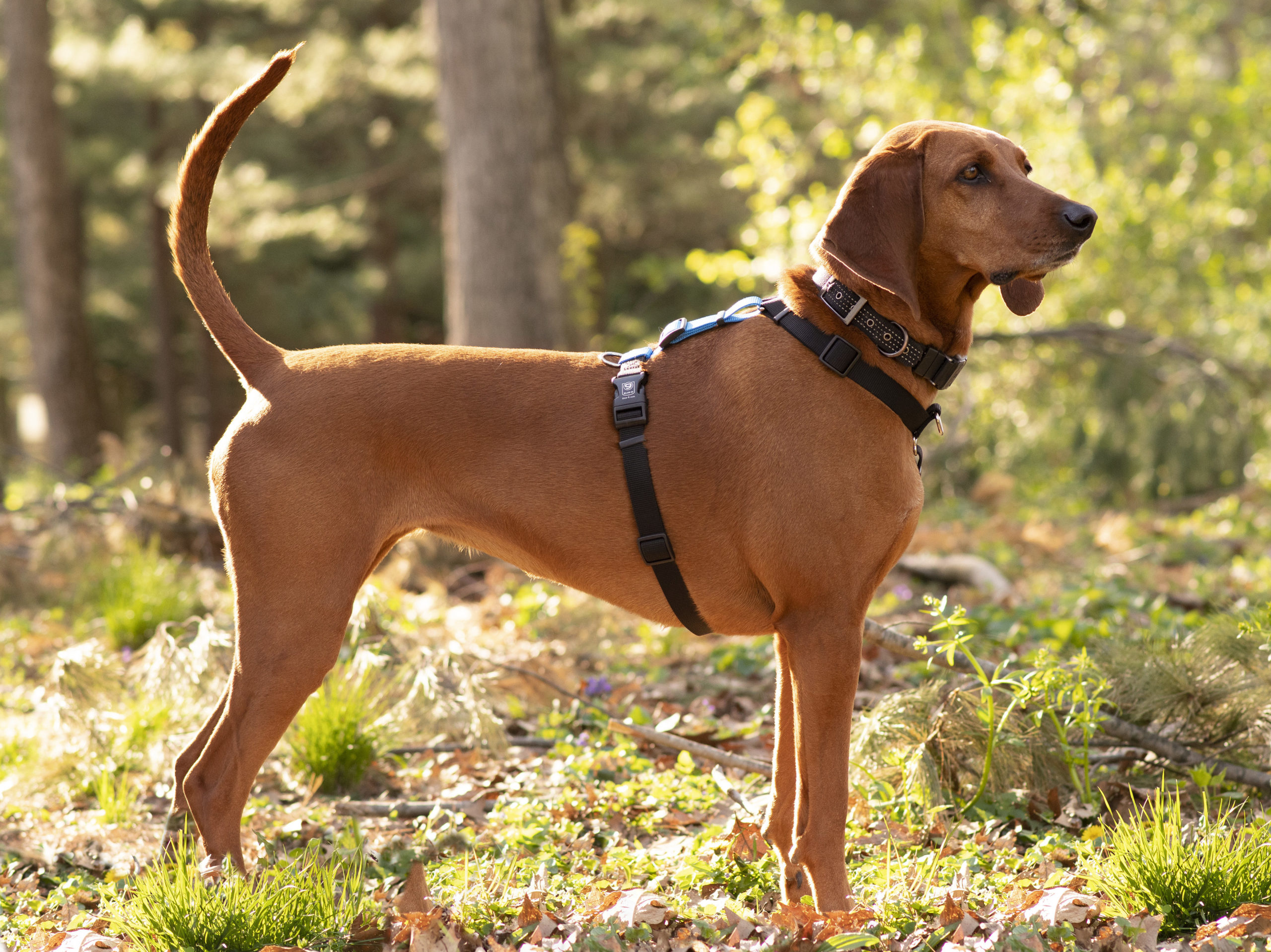 Shelby the redbone coonhound of rebarkable helping me get an honest review of the blue-9 balance harness for dogs pictures against a verdent background