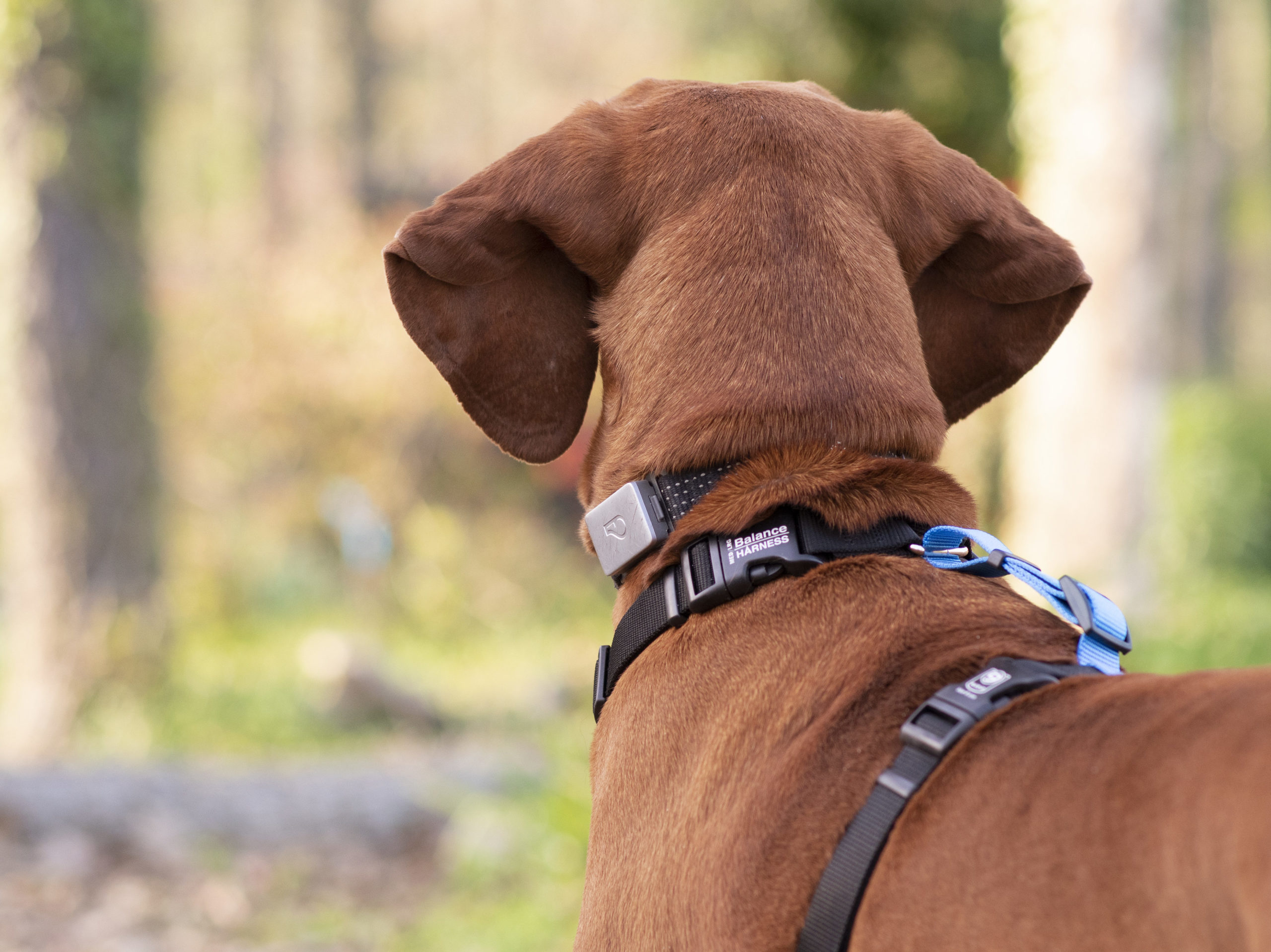 Shelby the redbone coonhound pictured wearing the blue-9 harness which we're reviewing, and the whistle switch collar