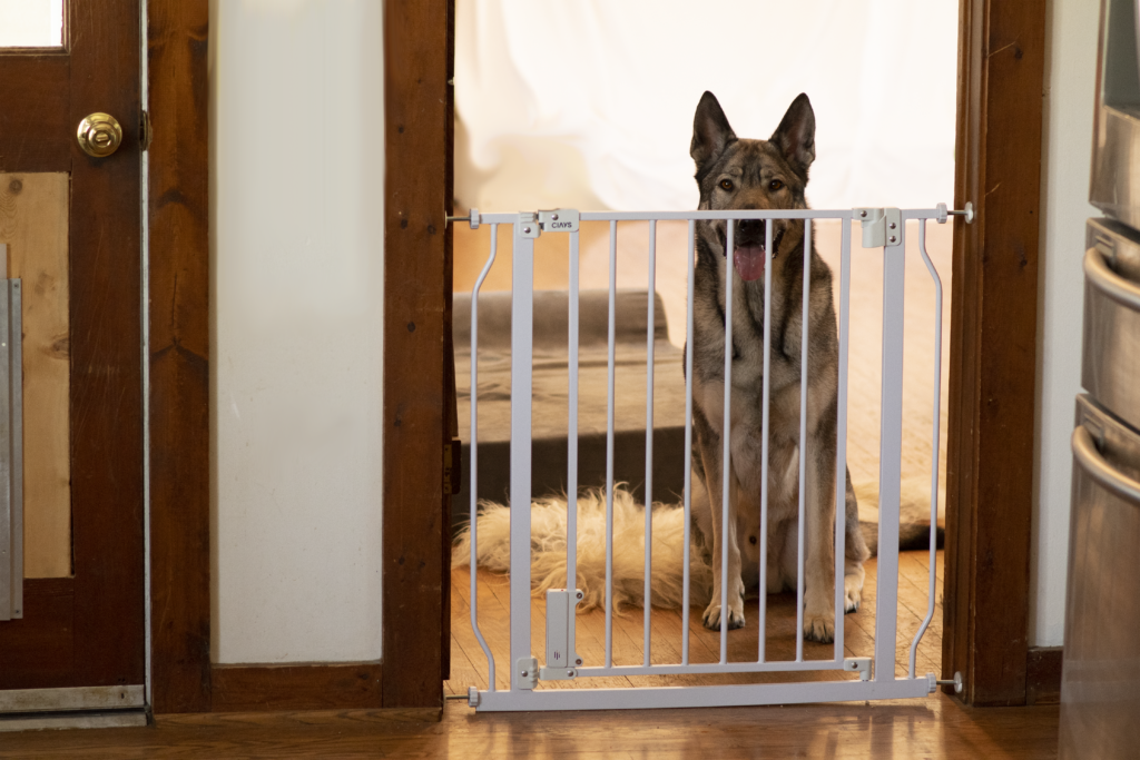 Indie the German Shepherd behind the CIAYS dog gate here for review