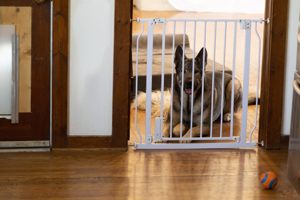 german shepherd relaxing behind a pet gate ciays dog gate secure in the living room