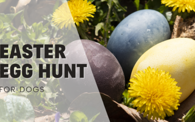 Awesome Easter Egg Hunt For Dogs