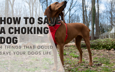 What To Do When Your Dog Is Choking – 4 Things That Could Save Your Dog’s Life