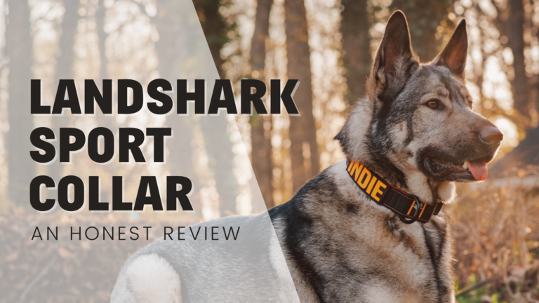 Landshark Sport 1.5" dog collar - an honest review