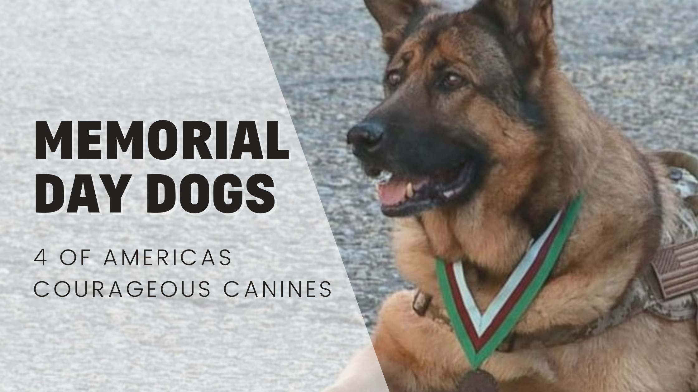 Memorial Day Dogs – America's Courageous Canines - Rebarkable, image size:2240x1260