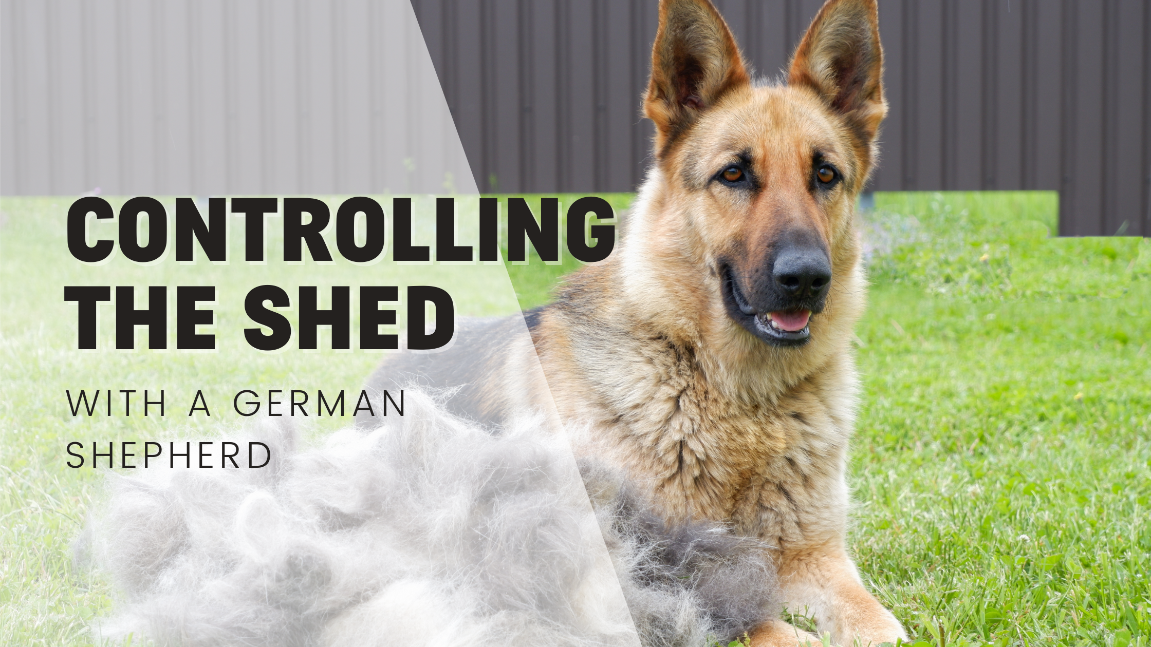 German Shepherd shedding hair in a dog-friendly home