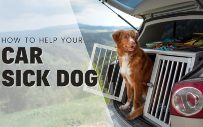 How To Help Your Car Sick Dog (With Simple Training)