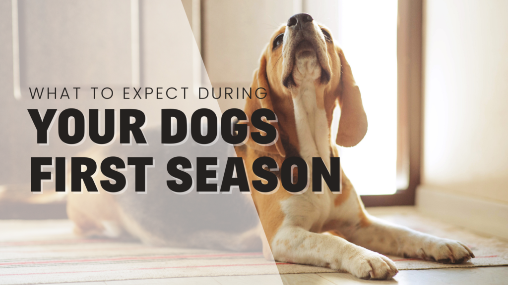 What to expect during your dogs first season heat estrus