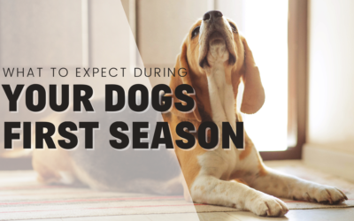 What to Expect On Your Dog’s First Season – All You Need to Know