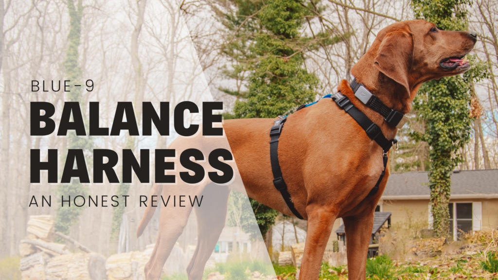 blue-9 Balance harness on Shelby the redbone coonhound honest review