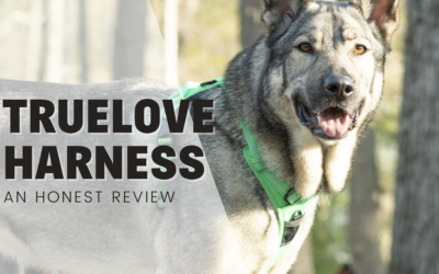 True Love No-Pull Dog Harness – An Honest Review