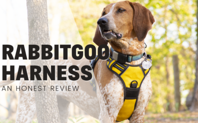 Rabbitgoo No-Pull Dog Harness – An Honest Review