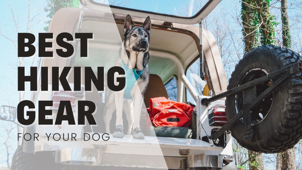 Best hiking gear for dogs indie german shepherd in the back of cj7 jeep with backpacks and gear