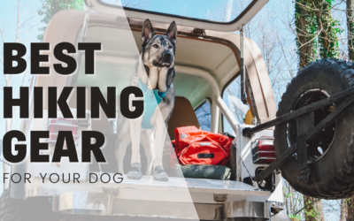 Best Hiking Gear For Dogs 2022 – Tried & Tested!