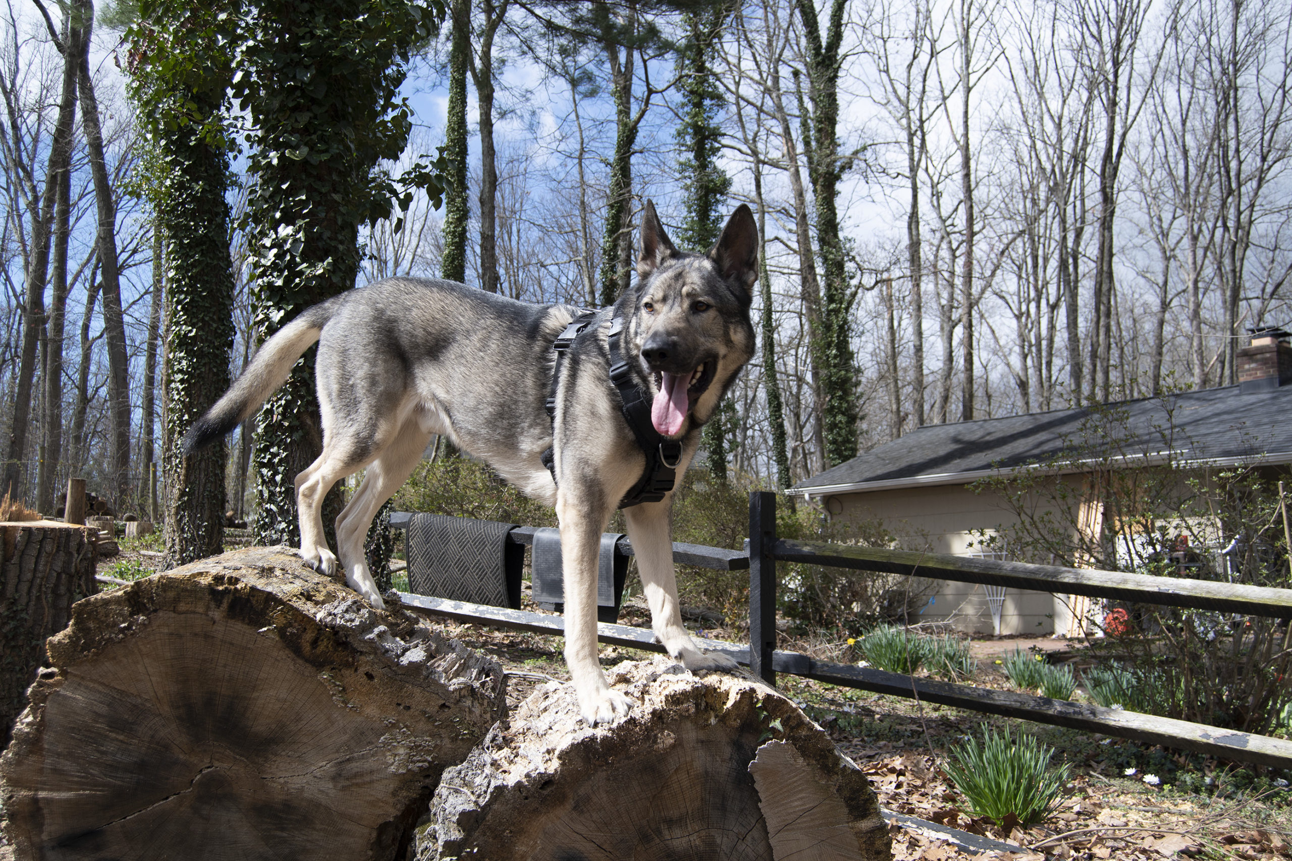 Indie the German Shepherd wearing a secure Y-front Perfect Fit harness