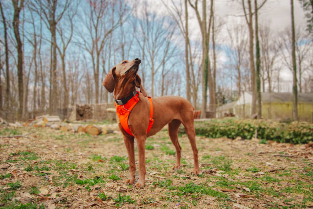 Shelby the redbone coonhound wearing a ruffwear front range harness