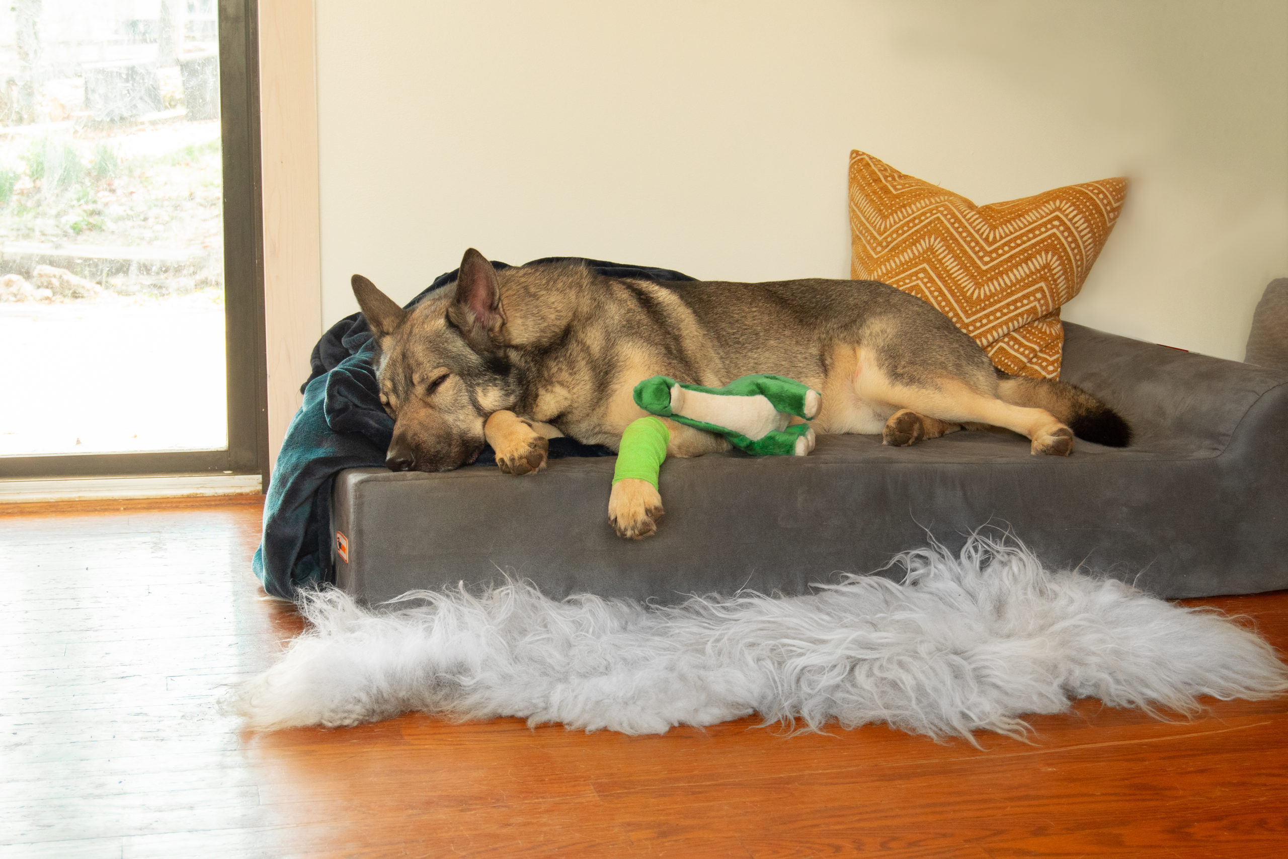 Indie the German Shepherd sleeping peacefully beside his toy