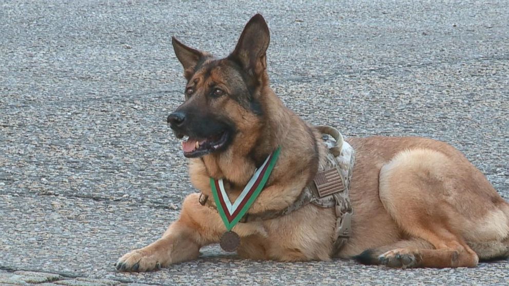 Lucca the American German Shepherd Dog who won a british medal for bravery