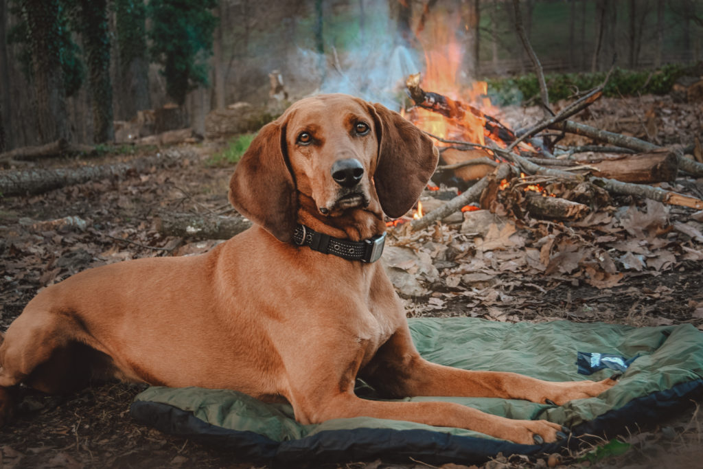 Shelby the redbone coonhound beside the fire
