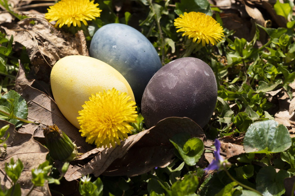 naturally dyed easter eggs for dogs