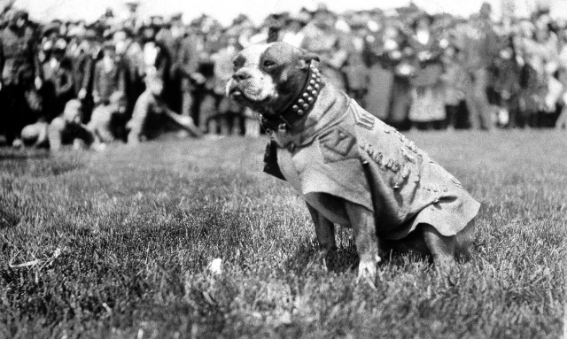 sgt stubby is a truly famous dog to be celebrated on memorial day