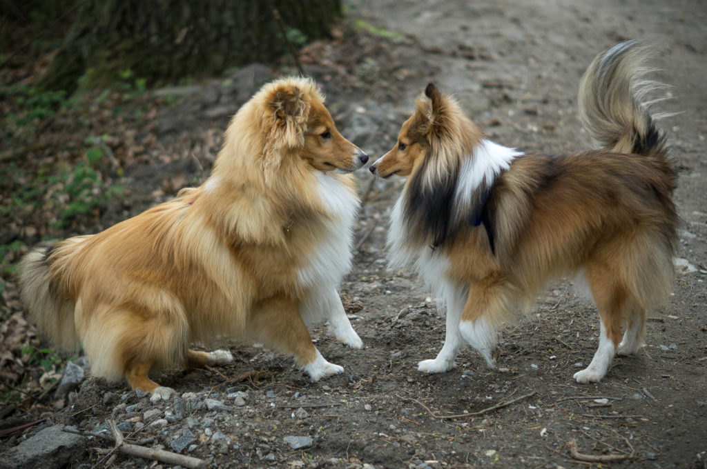 2 shetland sheepdogs getting to know each other