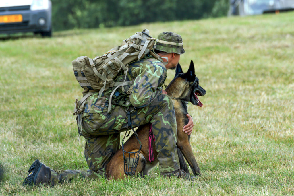 A belgian malinois in training for the military