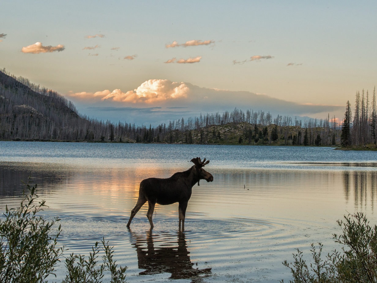 moose standing in shallow water on a hike
