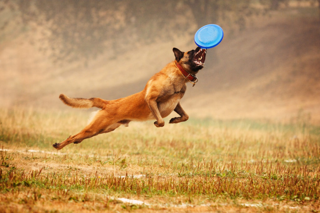 malinois playing a very vigorous game of frisbee which could injure growth plates