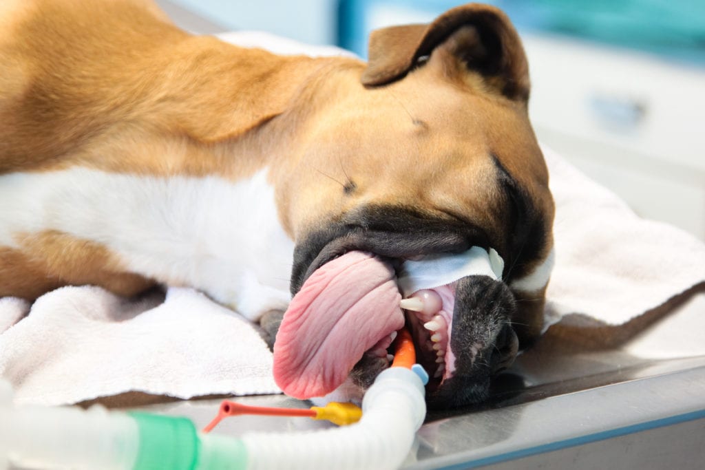Intubating boxer before spay surgery