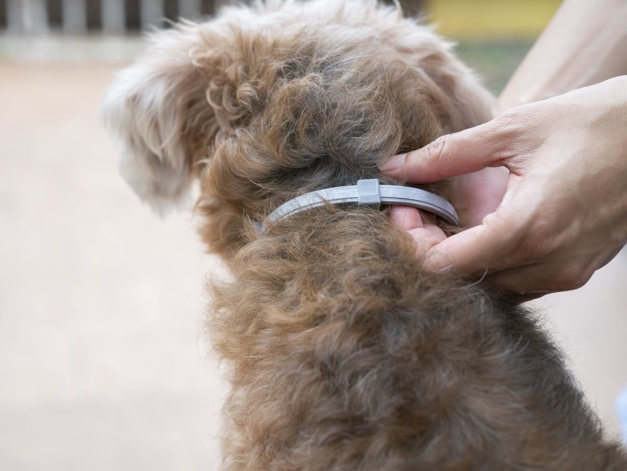 a flea deterring collar for dogs