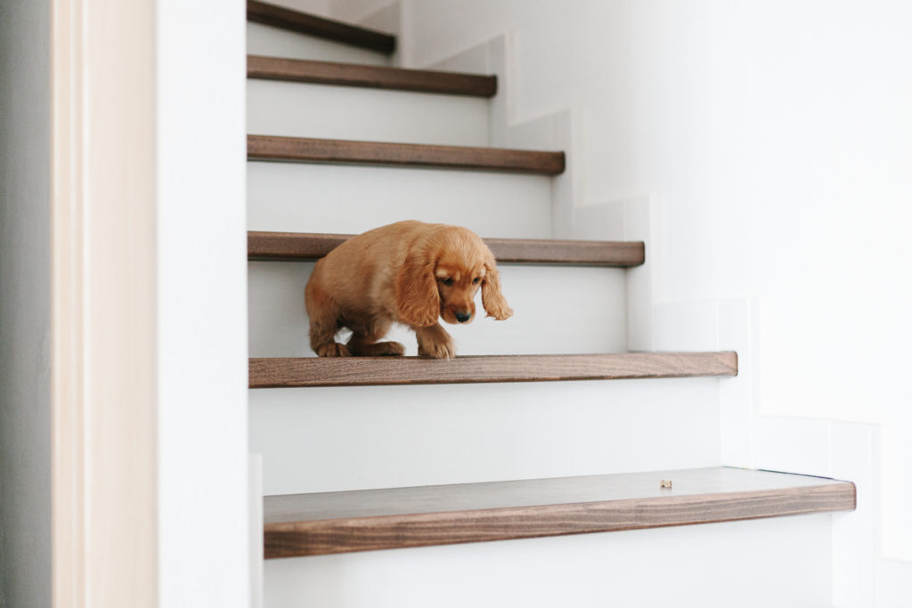 puppy coming down the stairs can be problematic for growth plates