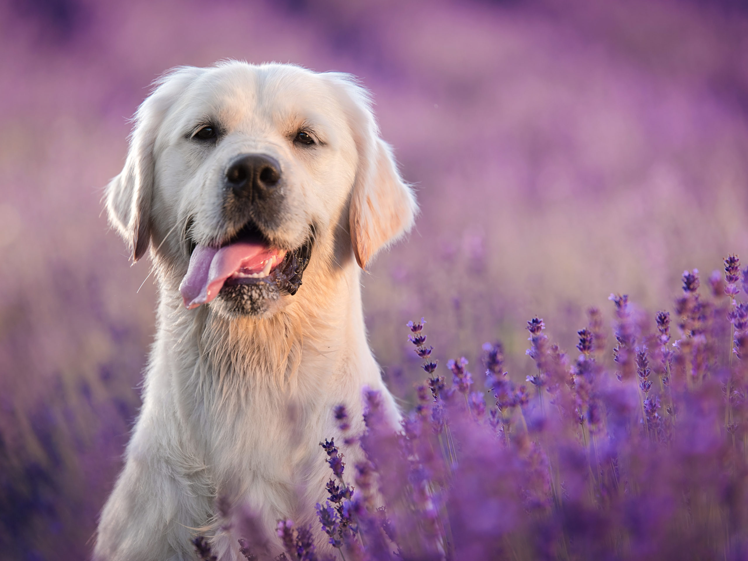Golden retriever in a field of lavender