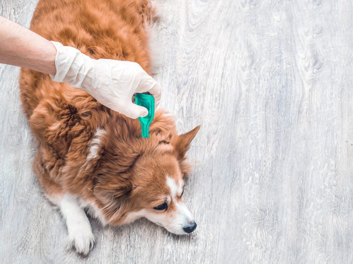flea treatment being applied to a dog